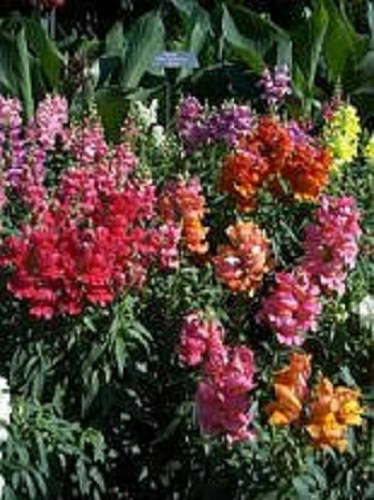 2000 NORTHERN LIGHTS Mix SNAPDRAGON Linaria Maroccana Flower Seeds