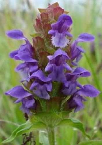 100 HEAL ALL Self Heal Prunella Vulgaris Purple Herb Flower Seeds