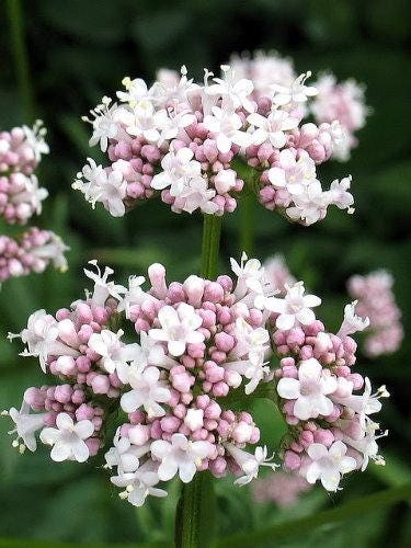250 VALERIAN (Garden Heliotrope / Heal All) Valeriana Officinalis Herb Flower Seeds
