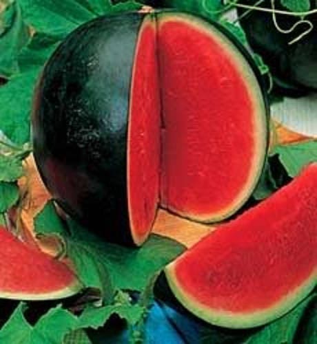 100 SUGAR BABY WATERMELON Citrullus lanatus Fruit Melon Seeds
