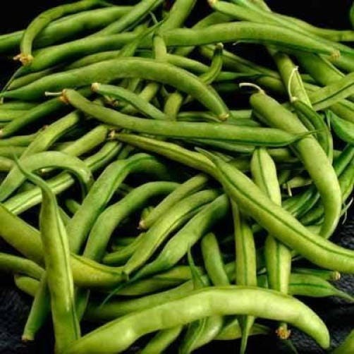 40 GREEN BEAN PROVIDER Phaseolus Vulgaris Vegetable Seeds