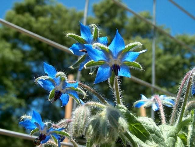 100 Blue Star BORAGE HERB Borago Officinalis Flower Seeds