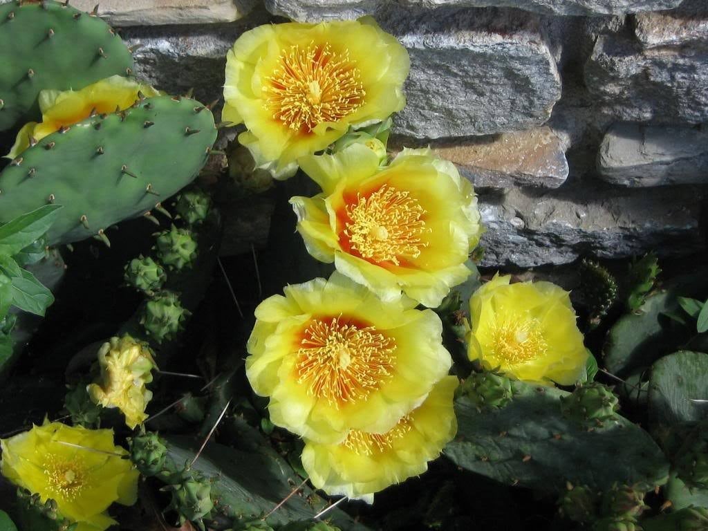10 Yellow PRICKLY PEAR CACTUS Opuntia Ficus-Indica Flower Seeds