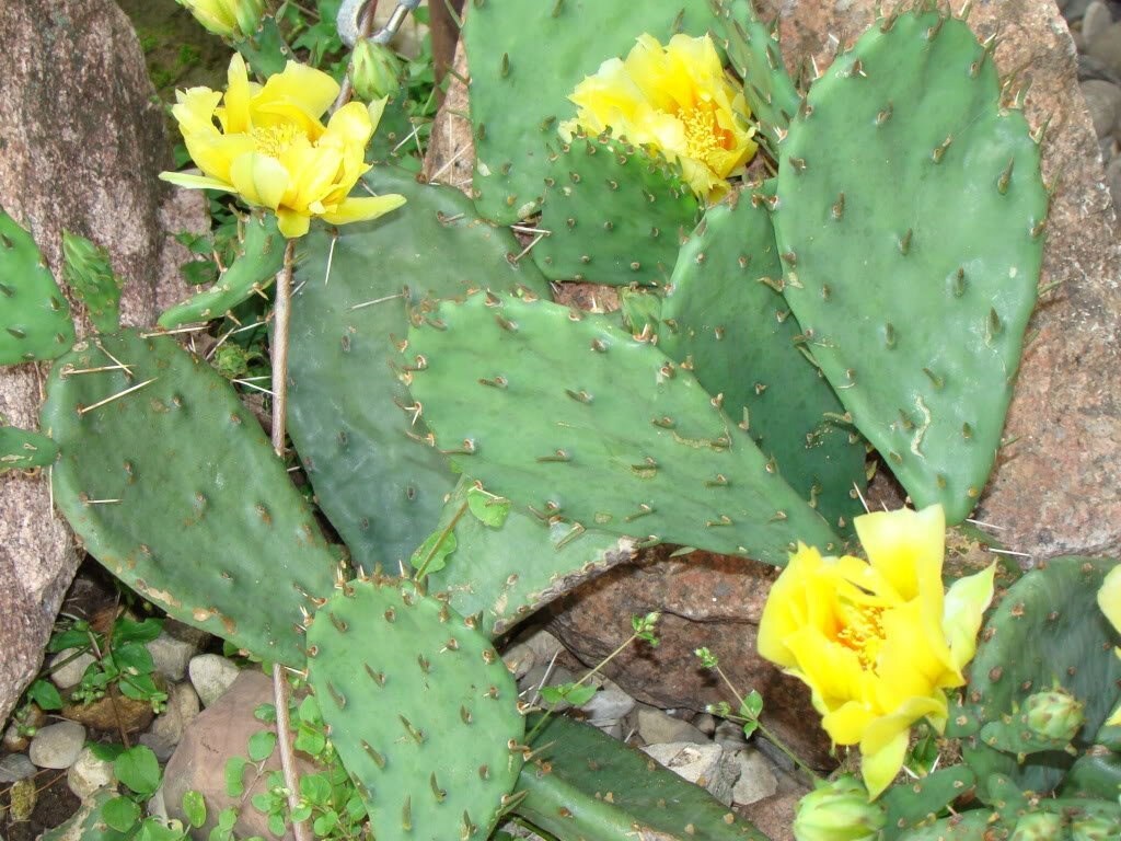 10 Yellow PRICKLY PEAR CACTUS Opuntia Ficus-Indica Flower Seeds