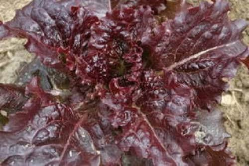 3000 Leaf Lettuce RED SALAD BOWL Lactuca Sativa Vegetable Seeds