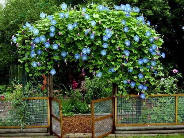 50 Heavenly BLUE MORNING GLORY Ipomoea Tricolor Vine Flower Seeds