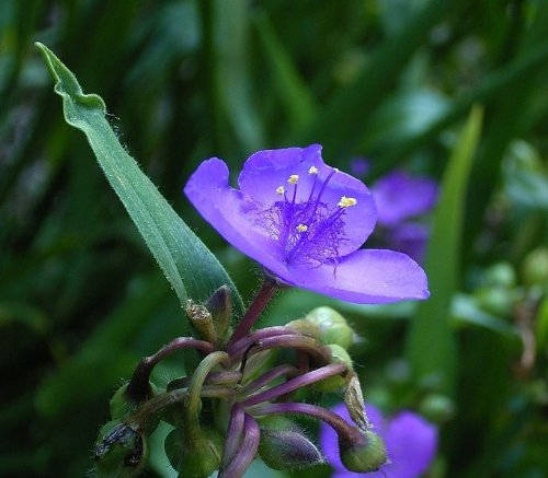 100 Purple OHIO SPIDERWORT (Widows Tears / Bluejacket) Tradescantia Ohiensis Flower Seeds