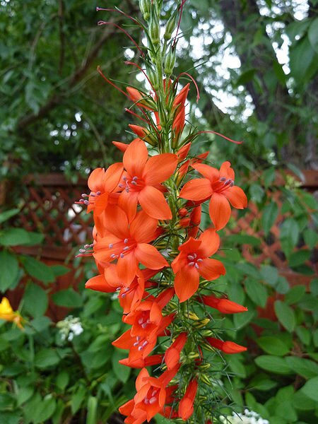 200 STANDING CYPRESS (Scarlet Gilia) Ipomopsis Rubra Flower Seeds