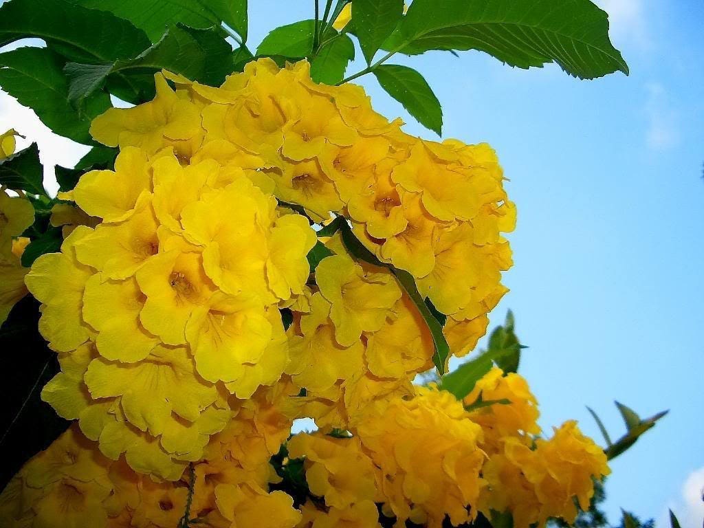 10 TECOMA STANS (Yellow Trumpetbush / Yellow Bells / Yellow Elder / Esperanza) Flower Shrub Bush Seeds