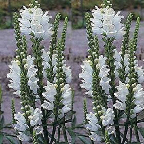 50 WHITE Showy OBEDIENT PLANT (False Dragon Head) Physostegia Angustifolia Flower Seeds