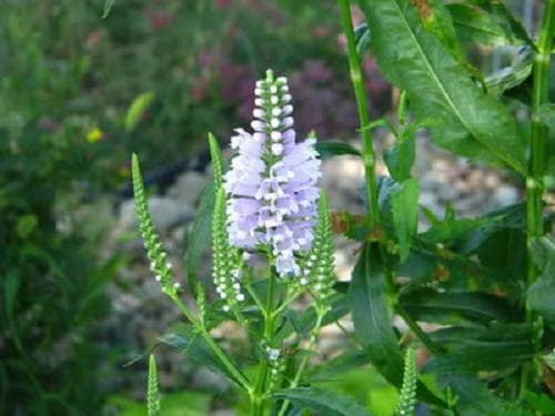 50 WHITE Showy OBEDIENT PLANT (False Dragon Head) Physostegia Angustifolia Flower Seeds