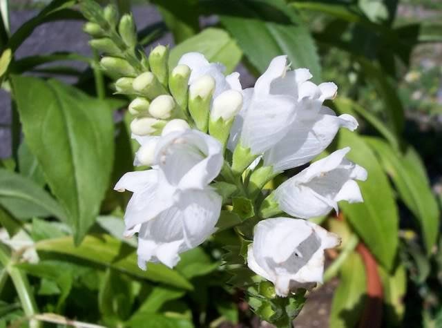 50 WHITE Showy OBEDIENT PLANT (False Dragon Head) Physostegia Angustifolia Flower Seeds