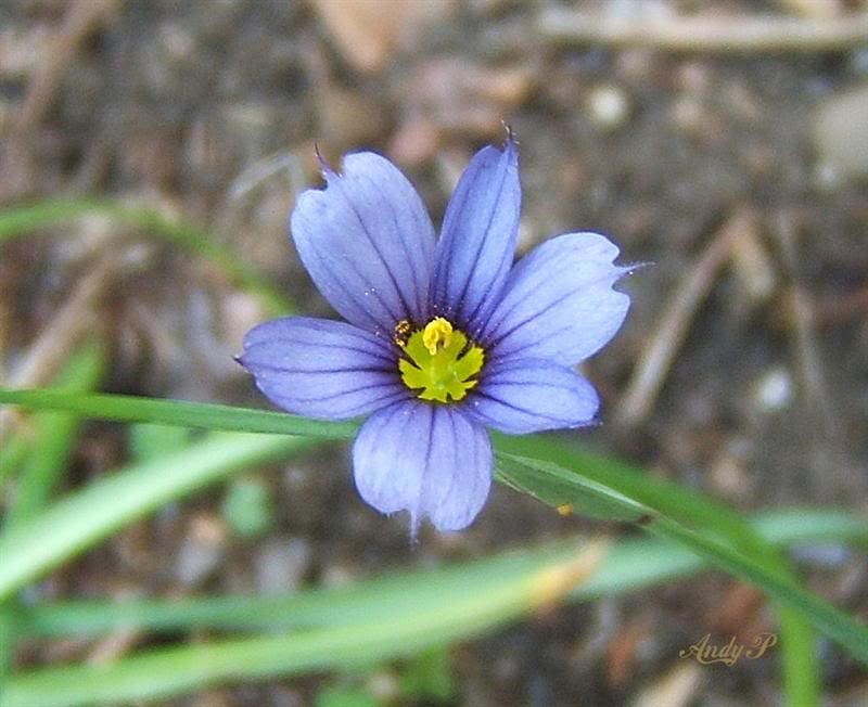 200 BLUE EYED GRASS (Western or Californian) Sisyrinchium Bellum Flower Seeds