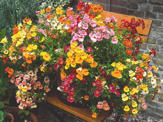 50 CARNIVAL MIX NEMESIA Strumosa Mixed Colors Flower Seeds