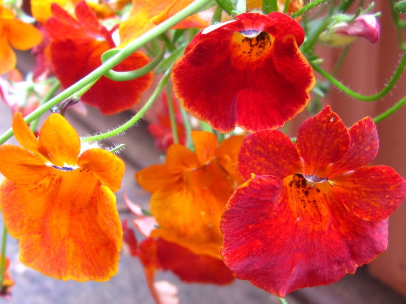 50 CARNIVAL MIX NEMESIA Strumosa Mixed Colors Flower Seeds