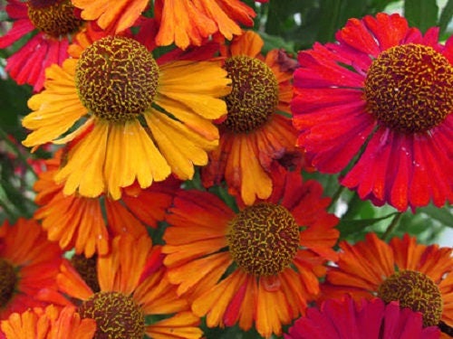 100 HELENIUM ' AUTUMN LEAVES ' Mix Helenium Autumnale Sneezeweed Mixed Colors Flower Seeds