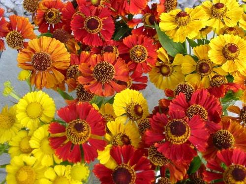100 HELENIUM ' AUTUMN LEAVES ' Mix Helenium Autumnale Sneezeweed Mixed Colors Flower Seeds