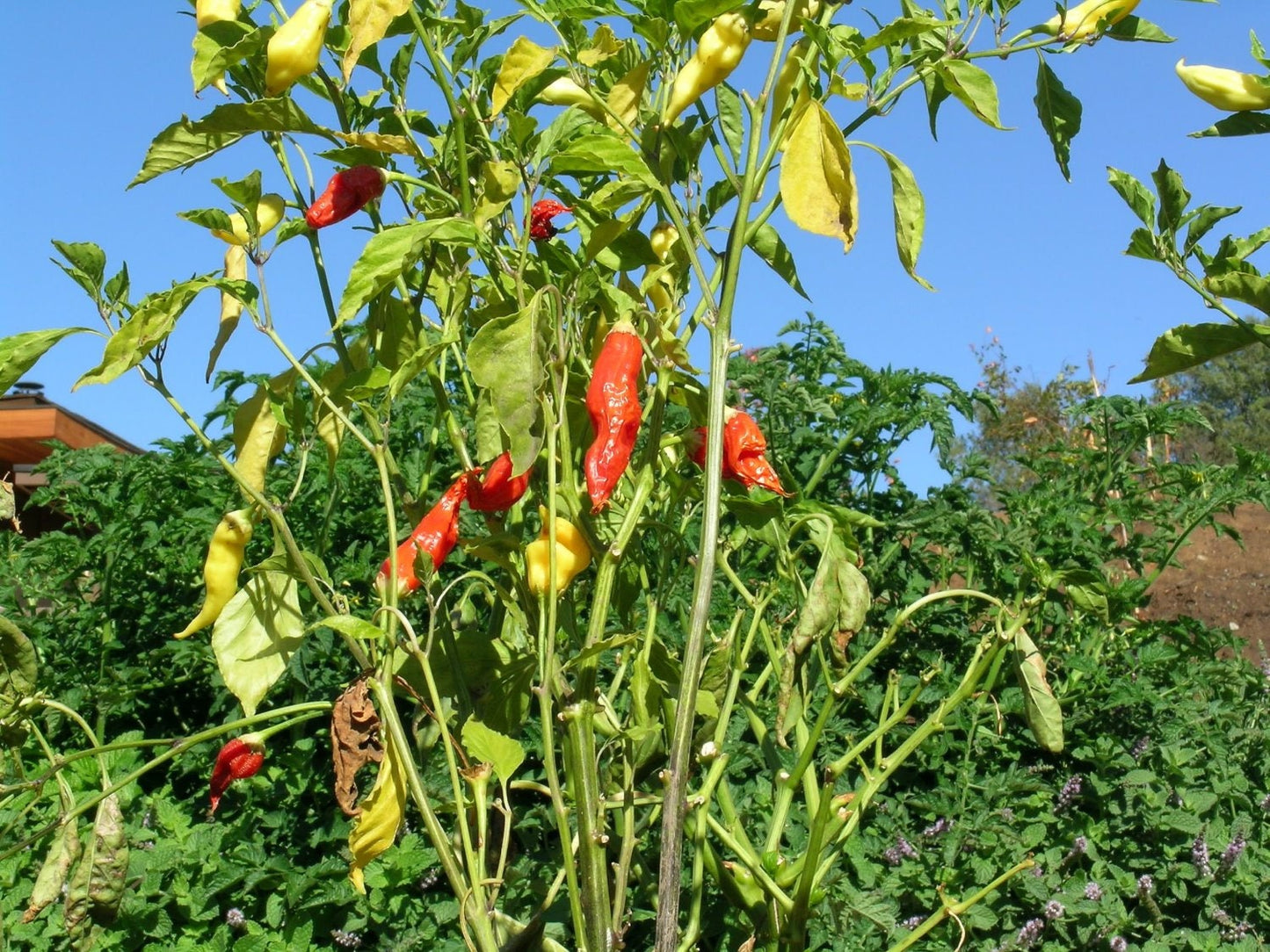 300 ANAHEIM CHILI PEPPER (New Mexico Chili Pepper) Capsicum Annuum Vegetable Seeds