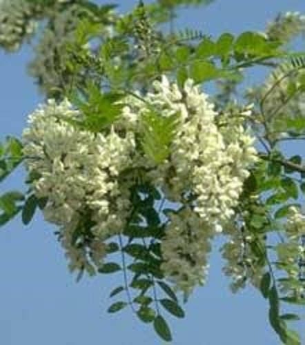 25 Flowering BLACK LOCUST TREE (Yellow Locust / False Acacia) Robinia Psuedoacacia Seeds