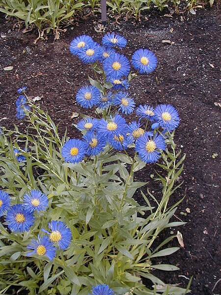 1000 BLUE FLEABANE DAISY (Dainty Daisy / Aspen Fleabane / Oregon Fleabane) Erigeron Speciosus Flower Seeds