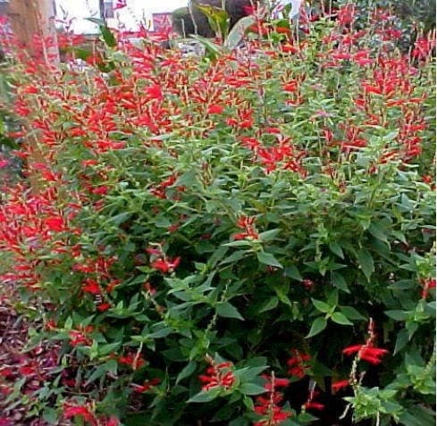 10 PINEAPPLE SAGE Red Salvia Elegans Herb / Flower Seeds