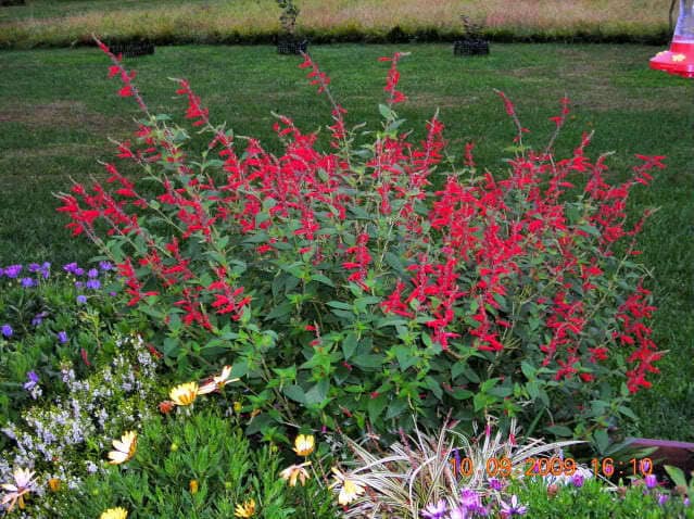 10 PINEAPPLE SAGE Red Salvia Elegans Herb / Flower Seeds