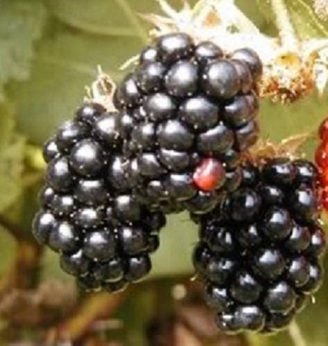 100 BLACKBERRY Fruit Bush Rubus Allegheniensis Seeds