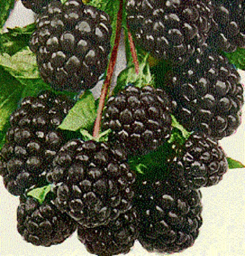 100 BLACKBERRY Fruit Bush Rubus Allegheniensis Seeds