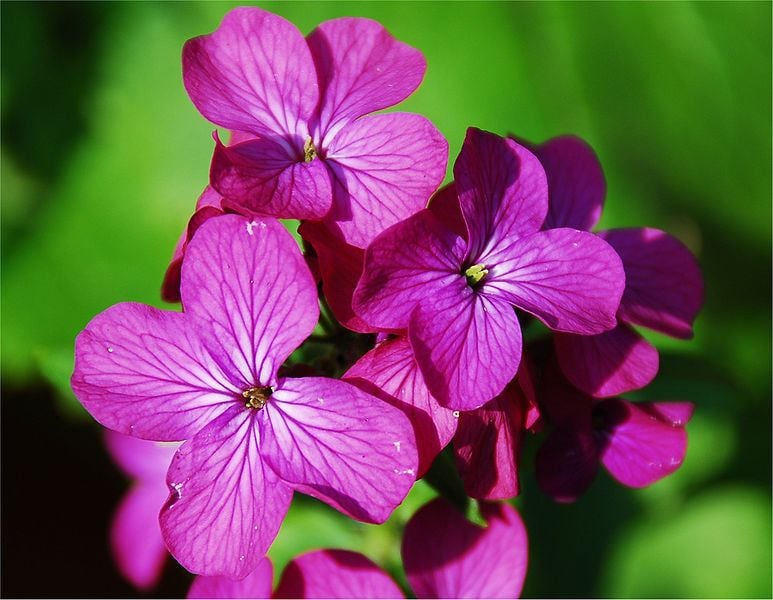 100 LUNARIA Biennis ( MONEY PLANT / Silver Dollar / Honesty / Moonwort ) Flower Seeds