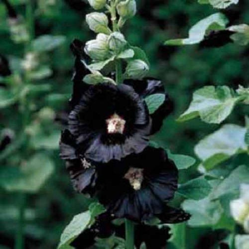 25 BLACK HOLLYHOCK Alcea Rosea Nigra Flower Seeds