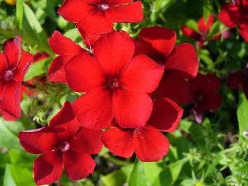 800 RED DRUMMOND PHLOX (Texas Pride) Phlox Drummondii Flower Seeds