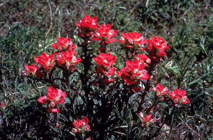50 Red INDIAN PAINTBRUSH Castilleja Indivisa Flower Seeds