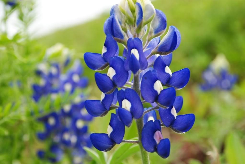 150 TEXAS BLUEBONNET LUPINE Lupinus Texensis Flower Seeds – Seedville USA