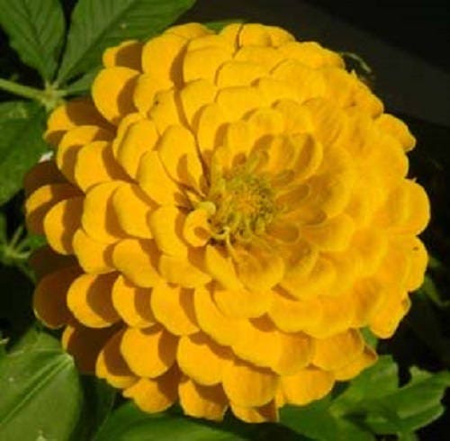 250 Yellow CANARY BIRD ZINNIA Elegans Flower Seeds