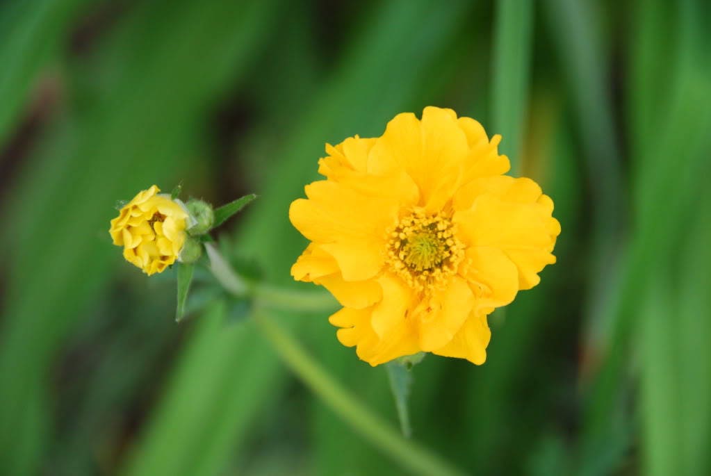 10 Yellow Lady Strathden GEUM Chiloense Flower Seeds