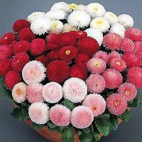 100 MIXED Colors ENGLISH DAISY Bellis Perennis Flower Seeds