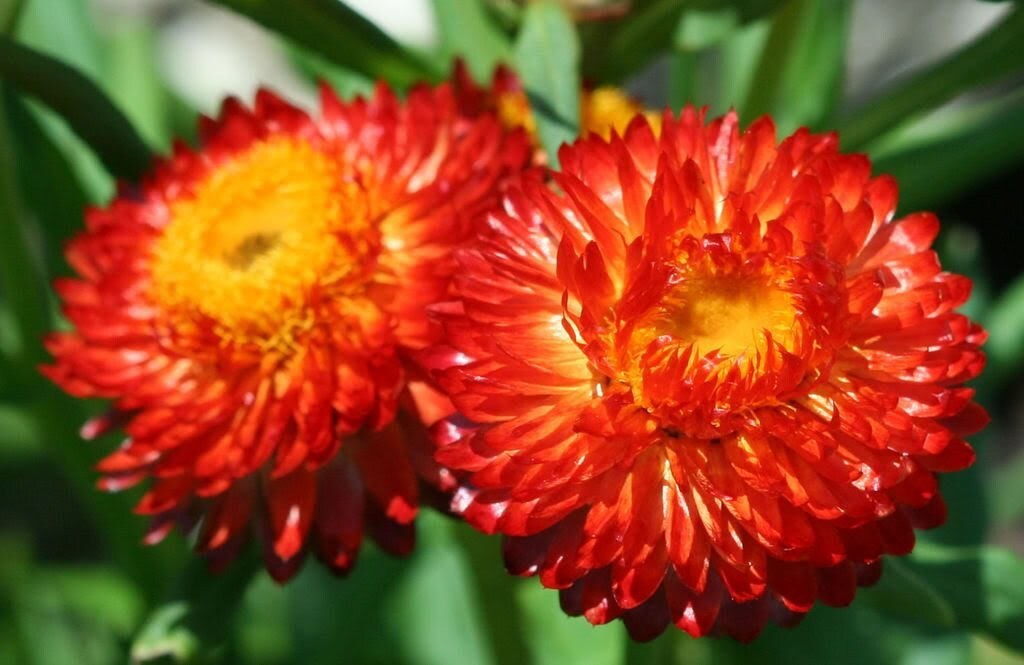 100 Red FIRE BALL STRAWFLOWER Helichrysum Monstrosum Flower Seeds