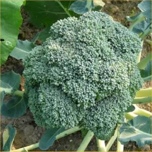 1000 EARLY Fall RAPINI BROCCOLI (Broccoli Raab / Broccoli Rabe / Brocoletti / Cima di Rapa) Brassica Ruvo Vegetable Seeds