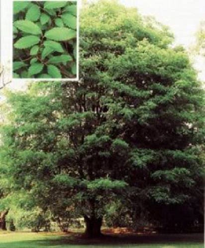 50 CHINESE ELM TREE (Lacebark) Ulmus Parvifolia Seeds