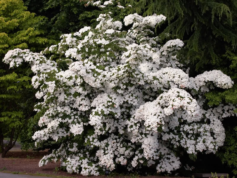 5 Flowering WHITE KOUSA DOGWOOD Cornus Kousa Tree Seeds