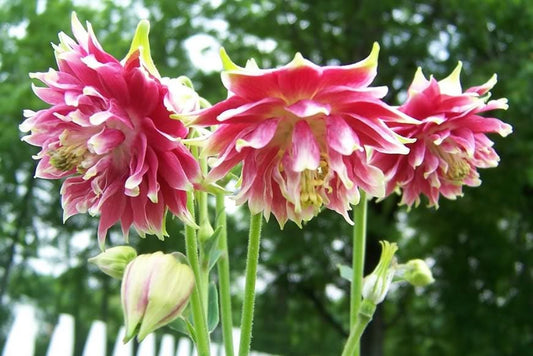 25 NORA BARLOW Pink COLUMBINE Aquilegia Caerulea Flower Seeds