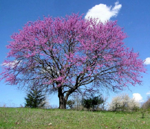 20 Eastern REDBUD TREE Cercis Canadensis Pink Flowering Native Tree Seeds