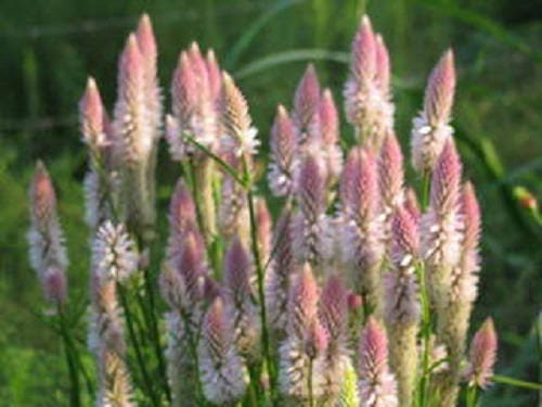 100 FLAMINGO FEATHER Wheat CELOSIA Spicata Pink & White Flower Seeds