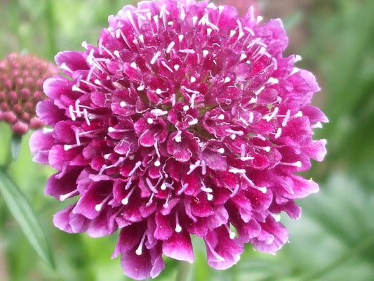 50 FINEST MIXED Colors SCABIOSA (Mourning Bride / Pin Cushion) Scabiosa Atropurpurea Flower Seeds