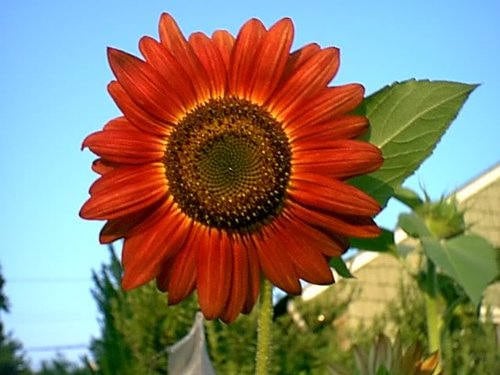 25 RED SUN SUNFLOWER Helianthus Annuus Flower Seeds