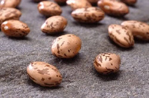 50 PINTO BEAN Phaseolus Vulgaris Vegetable Seeds