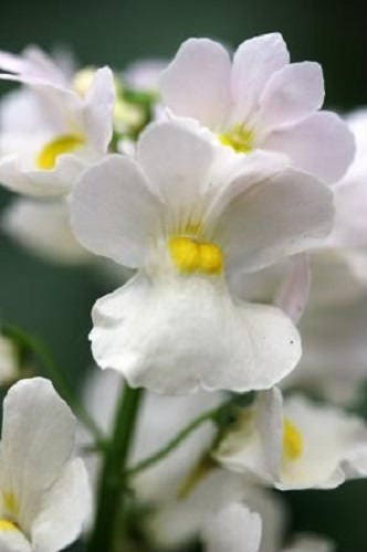 50 WHITE KNIGHT NEMESIA Strumosa Flower Seeds