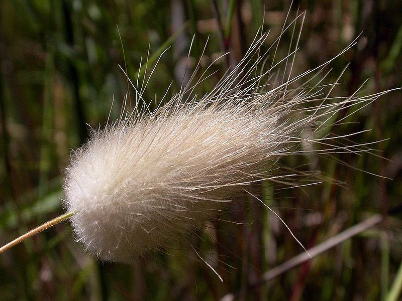 100 BUNNY TAILS GRASS (Hares Tail) Ornamental Lagurus Ovatus Seeds