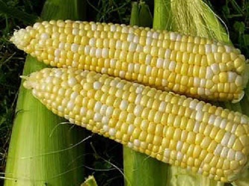 60 BICOLOR CORN DELECTABLE Yellow & White Zea Mays Vegetable Seeds