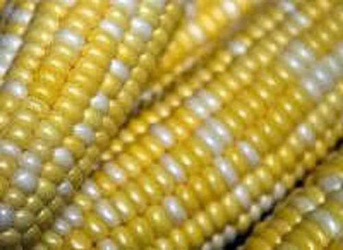 60 BICOLOR CORN DELECTABLE Yellow & White Zea Mays Vegetable Seeds